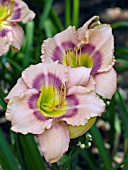 HEMEROCALLIS MYSTICAL RAINBOW