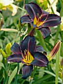 HEMEROCALLIS NIGHT WINGS