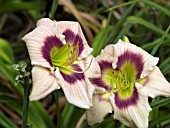 HEMEROCALLIS PAPER BUTTERFLY