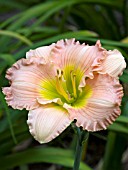 HEMEROCALLIS PICTURE PRETTY