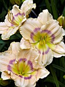 HEMEROCALLIS PRISCILLAS RAINBOW