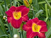 HEMEROCALLIS QUEST FOR BRILLIANCE