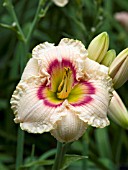 HEMEROCALLIS RADIANT RUFFLES