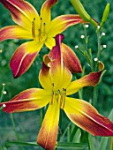 HEMEROCALLIS RADIANT SPANGLES