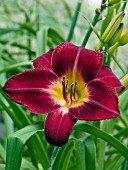 HEMEROCALLIS RED VOLUNTEER