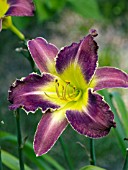 HEMEROCALLIS ROYAL THORNBIRD