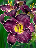 HEMEROCALLIS SACRED HEART