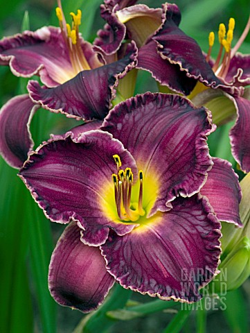 HEMEROCALLIS_SACRED_HEART