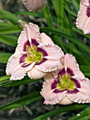 HEMEROCALLIS SILOAM MERLE KENT