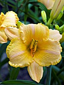 HEMEROCALLIS SMUGGLERS SONG