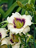 HEMEROCALLIS SNOWY EYES