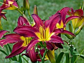 HEMEROCALLIS SPIDER MOON