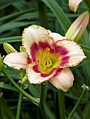 HEMEROCALLIS STRAWBERRY BORDER