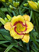 HEMEROCALLIS TIGERLING