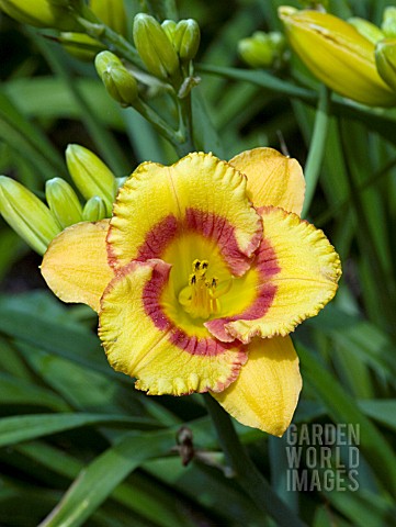 HEMEROCALLIS_TIGERLING