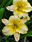 HEMEROCALLIS TROY RON AZZANNI