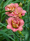 HEMEROCALLIS TWO TO TANGO