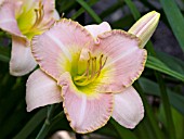 HEMEROCALLIS UPTOWN GIRL