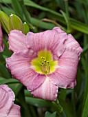 HEMEROCALLIS WATERFALL