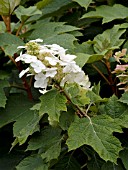 HYDRANGEA QUERCIFOLIA ALICE