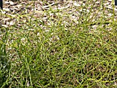 JUNCUS EFFUSUS SPIRALIS,  (CORKSCREW RUSH)