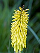 KNIPHOFIA SHINING SCEPTRE