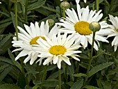 LEUCANTHEMUM SUPERBUM BEAUTE NIVELLOISE