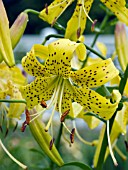 LILIUM NUTMEGGER