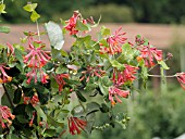 LONICERA SEMPERVIRENS BLANCHE SANDMAN