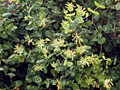 LONICERA SEMPERVIRENS JOHN CLAYTON