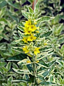 LYSIMACHIA PUNCTATA ALEXANDER