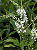 LYSIMACHIA SNOW CANDLES