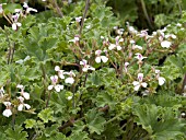 PELARGONIUM ODORATISSIMUM APPLE