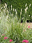 PENNISETUM MESSIACUM RED BUNNY TAILS