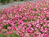 PETUNIA EASY WAVE ROSE DAWN