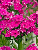 PHLOX ARENDSII PING PONG