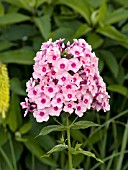 PHLOX PANICULATA NICKY