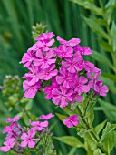 PHLOX PANICULATA ROBERT POORE