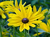 RUDBECKIA FULGIDA IRISH EYES