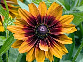 RUDBECKIA HIRTA CHEROKEE SUNSET