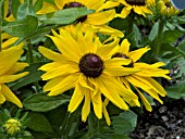 RUDBECKIA HIRTA RADIANCE