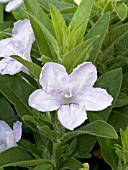 RUELLIA HUMILIS