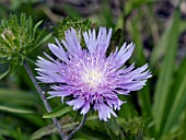 STOKESIA LAEVIS BLUE DANUBE