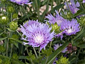 STOKESIA LAEVIS PEACHIES PICK