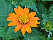 TITHONIA ROTUNDIFOLIA