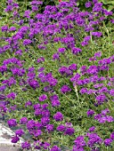 VERBENA IMAGINATION