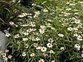 ZINNIA LINEARIS CRYSTAL WHITE