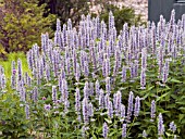 AGASTACHE BLUE FORTUNE