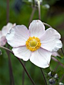 ANEMONE TOMENTOSA ROBUSTISSIMA