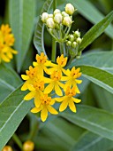 ASCLEPIAS SILKY YELLOW